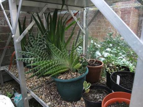 The Greenhouse Year – February