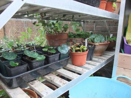 The Greenhouse Year – February