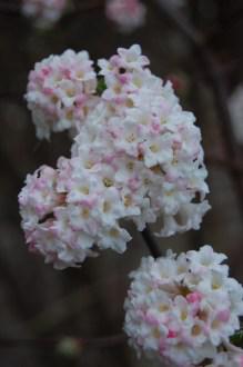 Viburnum x bodnantense ‘Charles Lamont’ flower (21/01/2012, Kew, London)