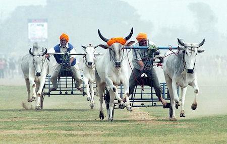 The Indian Rural Olympics