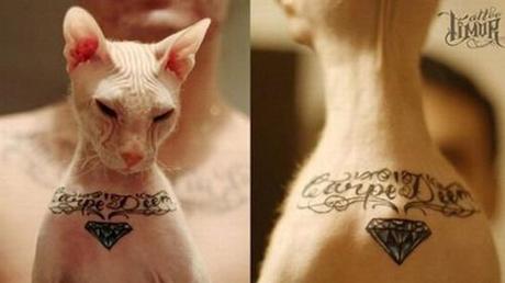 1 Sphynx Cat Tattooed by Russian Owner