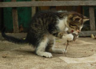 Cat eating a mouse: image via freepik.com