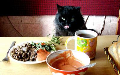 The Best Diet For Your Cat