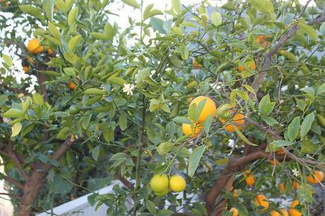 Orange Blossom Tree