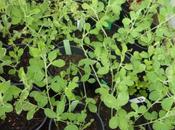 Sweet Peas Waiting