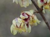 Plant Week: Chimonanthus Praecox ‘Grandiflorus’