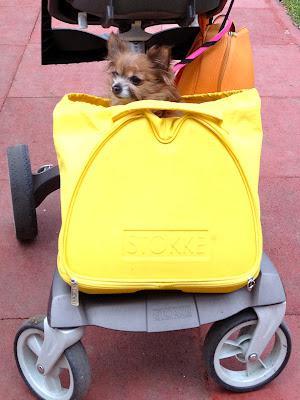 Coco Shows Some Stokke Xplory Love