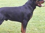 Featured Animal: Rottweiler