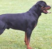 Rottweiler