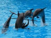 Dolphins Whales Become “non-human Persons”: Should They Have Rights?