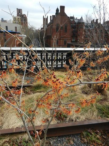 High Line Update