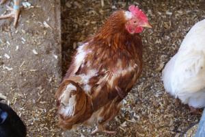 Lesson 497 – the trouble with those boy chickens
