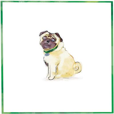 The Pet Set Pug dog breed note card: © The Pet Set