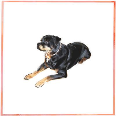 The Pet Set Rottweiler dog breed note card: © The Pet Set