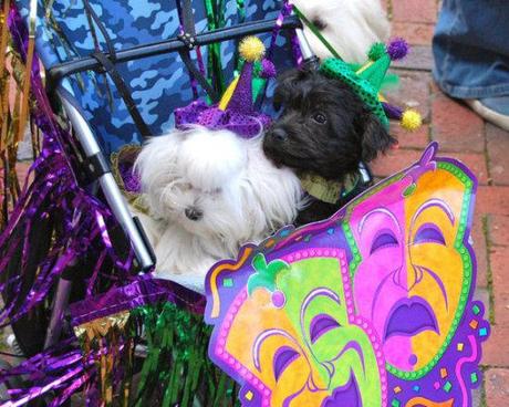 Thespian dogs at Mardi Gras Parade: photo by Dennis Pillion for Al.com