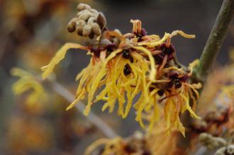 Hamamelis x intermedia 'Vesna' Flower (21/01/2012, Kew, London)