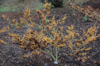 Hamamelis x intermedia 'Vesna' (21/01/2012, Kew, London)