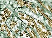 Bird Research Shared