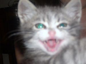 Laughing cat