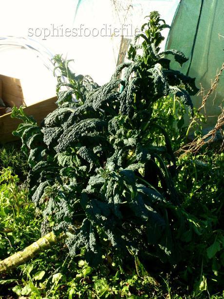 1 big black kale plant, it grew on a slant!