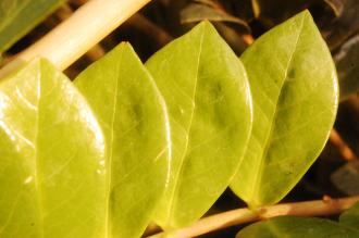 Zamioculcas zamiifolia Leaf (16/01/2016, Kew Gardens, London)