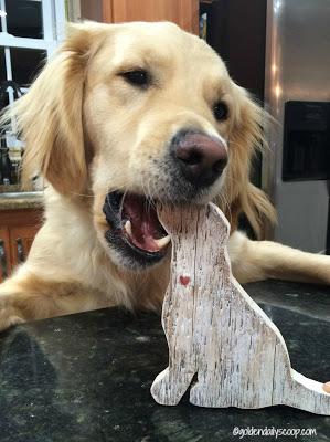 golden retriever dog chewing on wooden dog figure #wordlesswednesday