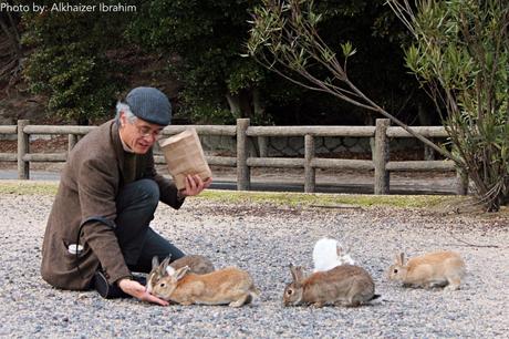 Ōkunoshima (大久野島): The Rabbit Paradise of Japan