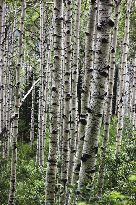 Summer Cabin Trip Pt. 1