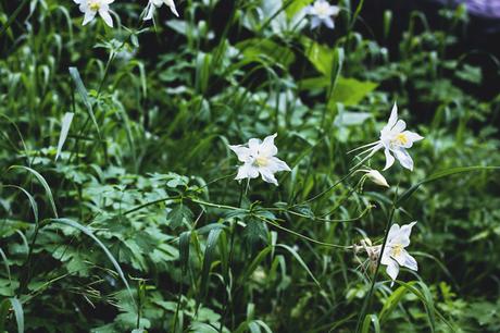 Summer Cabin Trip Pt. 1