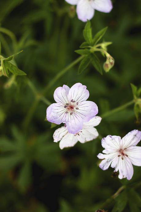 Summer Cabin Trip Pt. 1