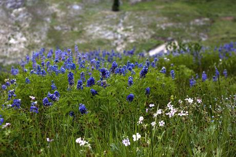 Summer Cabin Trip Pt. 1