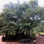 Banyan tree at Konark Sun Temple