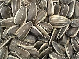 Rav Yosef vs Rav Vaye regarding bugs in sunflower seeds