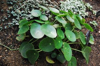 Pilea peperomioides (16/01/2016, Kew Gardens, London)