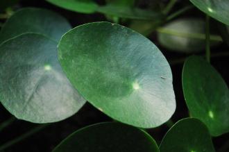 Pilea peperomioides Leaf (16/01/2016, Kew Gardens, London)