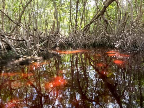 We admit, the mangroves growing out of wine-red water was pretty cool
