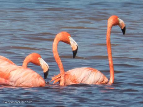 Flamingos, Celestun, Mexico