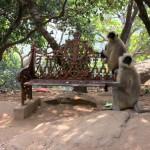 Monkeys playing on a bench