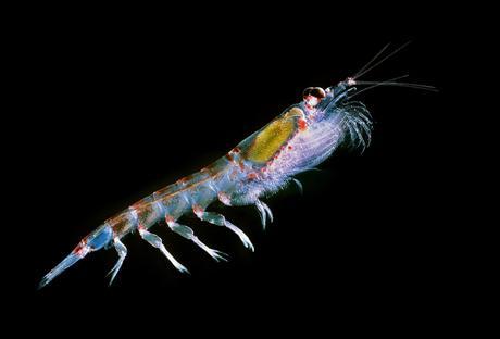 Antarctic Krill_(Euphausia_superba)