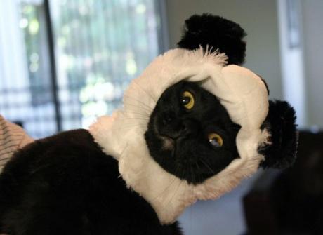Top 10 Large, But Not So Giant Panda Cats