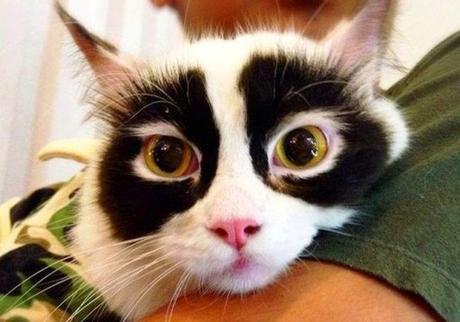 Top 10 Large, But Not So Giant Panda Cats