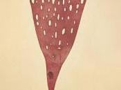 Poetry Review:The Whole Contemplation Single Bone (Poems) Nancy Pearson