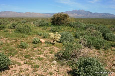 Fire-prone invasive plants fueled fires that converted this formerly diverse Sonoran Desert landscape of small trees and tall Saguaro cactus into an impoverished shrubland.