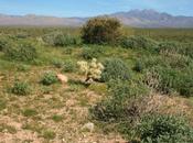 Climate Change Wildfire