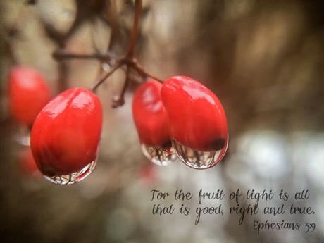 Fruit of Light