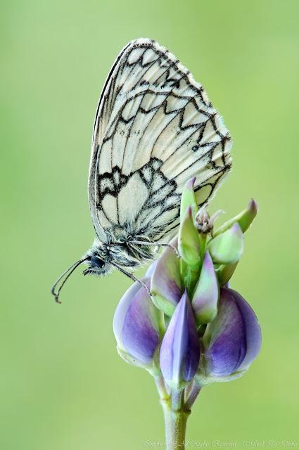 Genetic differentiation of the marbled white...