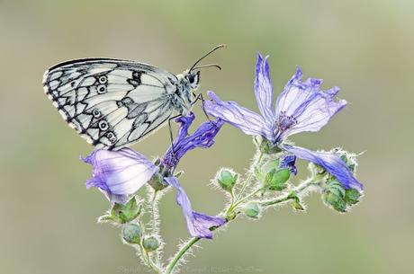 Genetic differentiation of the marbled white...