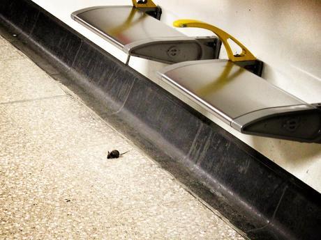 A Wee Sleekit Cow'rin Tim'rous Beaste at #London Bridge