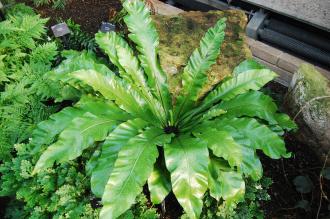 Asplenium nidus (16/01/2016, Kew Gardens, London)