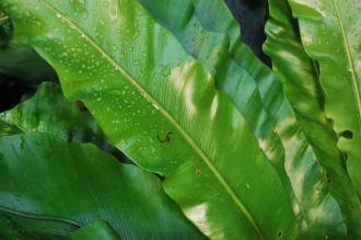 Asplenium nidus Leaf (16/01/2016, Kew Gardens, London)